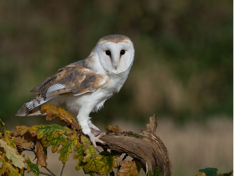 How do barn owls hunt and when is the best time to see them The